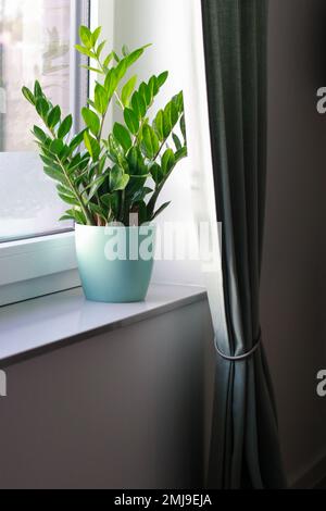 Zamioculcas Pflanzen bei Tageslicht in einem Topf auf Fensterbank Stockfoto