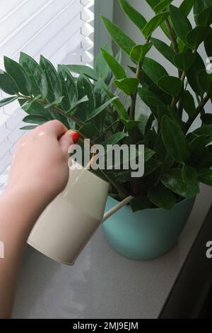 Nahaufnahme der Hand einer Frau, die eine Zamioculcas-Pflanze in einem Topf auf einer Fensterbank bewässert Stockfoto