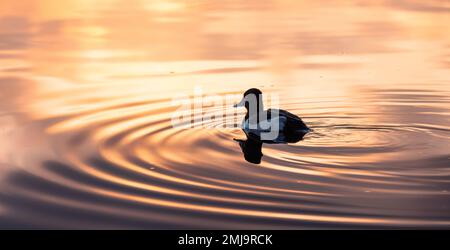 Duck Swimming in Deer Lake, Burnaby, Greater Vancouver, BC, Kanada. Stockfoto