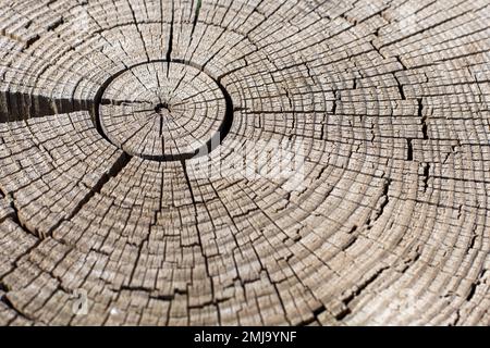 Detalle de las vetas de una tabla de madera antigua, Fondo textura Stockfoto