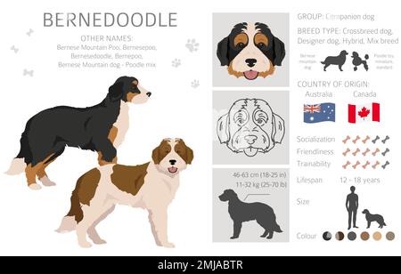 Bernedoodle-Hybrid-Clipart. Alle Mantelfarben eingestellt. Andere Position. Infografik zu den Merkmalen aller Hunderassen. Vektordarstellung Stock Vektor