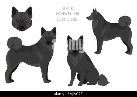 Schwarzer norwegischer Elchhund-Clipart. Verschiedene Fellfarben und Posen eingestellt. Vektorgrafik Stock Vektor