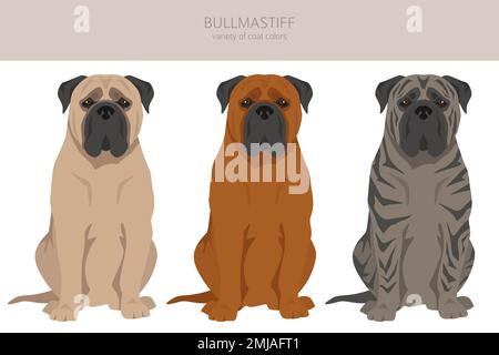 Bullmastiff-Hundeklipart. Alle Mantelfarben eingestellt. Infografik zu den Merkmalen aller Hunderassen. Vektordarstellung Stock Vektor