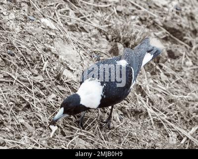 Elster, einheimischer Vogel aus Australien, Gymnorhina tibicen, der im Regen auf dem Boden mit funkelnden Wassertropfen auf dem Rücken fossiliert Stockfoto