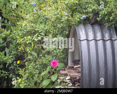 Welleisenholzhaufen in einem australischen Garten mit grünen Pflanzen und einer rosa Dahlienblume in Blüte Stockfoto