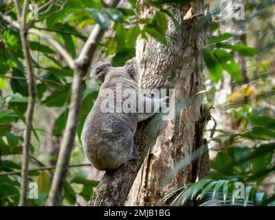 Koala, ein legendärer australischer Ureinwohner, der in die Bäume klettert Stockfoto