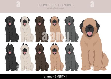 Bouvier des Flandres Clipart. Verschiedene Fellfarben und Posen eingestellt. Vektorgrafik Stock Vektor