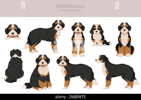 Bernedoodle-Hybrid-Clipart. Alle Mantelfarben eingestellt. Andere Position. Infografik zu den Merkmalen aller Hunderassen. Vektordarstellung Stock Vektor