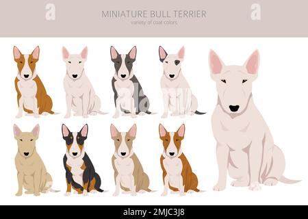 Miniatur-Cliparts für Bullterrier. Verschiedene Posen, Fellfarben eingestellt. Vektorgrafik Stock Vektor