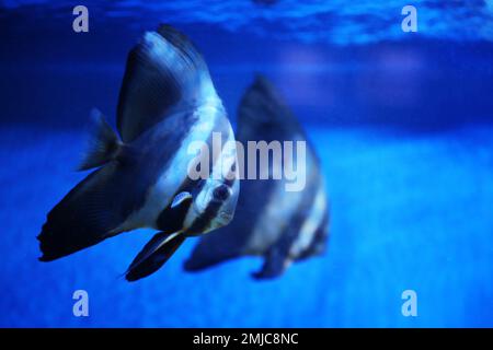 Wunderschöne Longfin-Fledermäuse, die in einem klaren Aquarium schwimmen Stockfoto