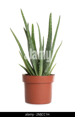 Aloe Vera im Blumentopf isoliert auf weiß Stockfoto