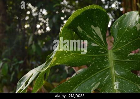 Porträt der Konstellation Monstera deliciosa thai mit Bokeh-Hintergrund. Stockfoto