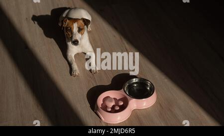 Eine Doppelschüssel für langsames Füttern und eine Schüssel Wasser für den Hund. Jack Russell Terrier Hund neben einem rosa Teller mit trockenem Essen auf einem Holzboden. Stockfoto