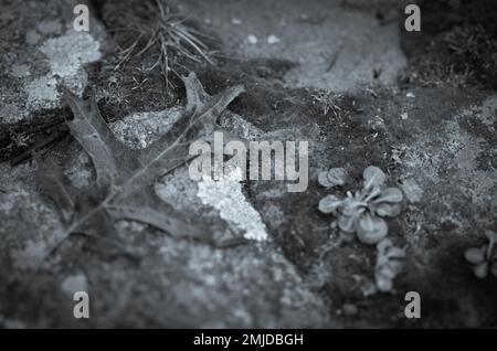 Red Oak Leaf im Winter on Rocks and Moss, Ost-Massachusetts, USA Stockfoto