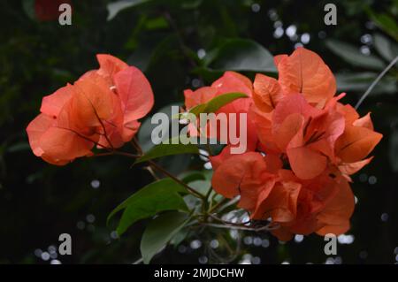 Eine orangefarbene bougenville-Blume auf einem Baum. Bougainvillea ist eine beliebte Zierpflanze in den Tropen. Stockfoto