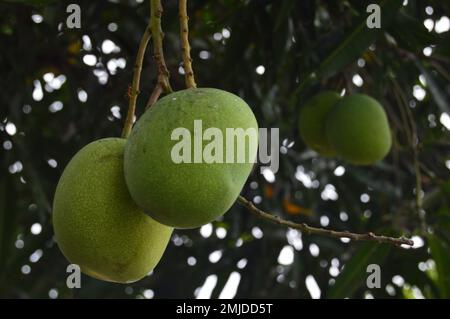 Porträt von 2 Mangos, die am Baum hängen, mit Bokeh-Hintergrund. Stockfoto