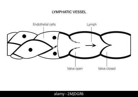 Lymphgefässe, konzeptionelle Illustration Stockfoto