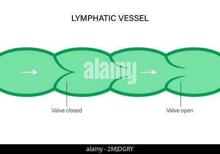 Lymphgefässe, konzeptionelle Illustration Stockfoto