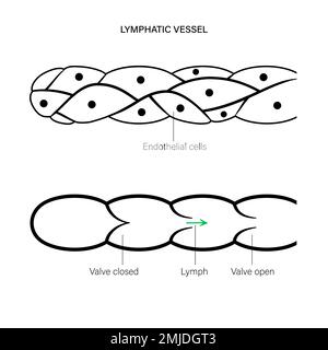 Lymphgefässe, konzeptionelle Illustration Stockfoto