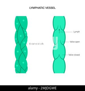 Lymphgefässe, konzeptionelle Illustration Stockfoto