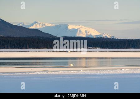 Wandertrompeter und Tundraschwäne in der Frühlingssaison während ihres Fluges in die nördliche Arktis, Beringmeer, Alaska. Aufgenommen in Yukon Territory, CAN Stockfoto