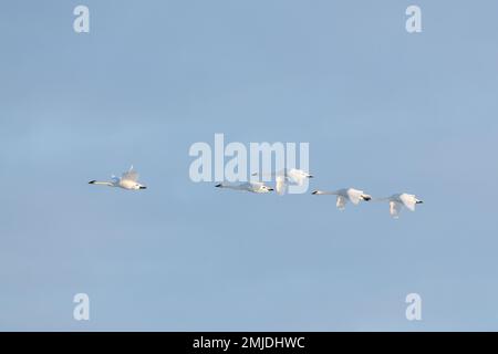 Wandertrompeter und Tundraschwäne in der Frühlingssaison während ihres Fluges in die nördliche Arktis, Beringmeer, Alaska. Aufgenommen in Yukon Territory, CAN Stockfoto