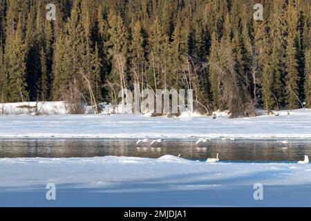 Wandertrompeter und Tundraschwäne in der Frühlingssaison während ihres Fluges in die nördliche Arktis, Beringmeer, Alaska. Aufgenommen in Yukon Territory, CAN Stockfoto