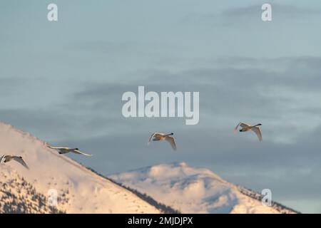 Wandertrompeter und Tundraschwäne in der Frühlingssaison während ihres Fluges in die nördliche Arktis, Beringmeer, Alaska. Aufgenommen in Yukon Territory, CAN Stockfoto