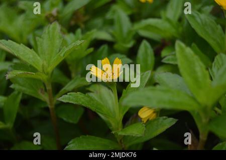 Porträt von Wedelia- oder Sphagneticola trilobata-Blüten. Kleine Sonnenblumen. Zierpflanzen für Garten- oder Außenbereiche. Stockfoto