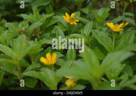 Porträt von Wedelia- oder Sphagneticola trilobata-Blüten. Kleine Sonnenblumen. Zierpflanzen für Garten- oder Außenbereiche. Stockfoto