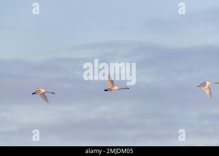 Wandertrompeter und Tundraschwäne in der Frühlingssaison während ihres Fluges in die nördliche Arktis, Beringmeer, Alaska. Aufgenommen in Yukon Territory, CAN Stockfoto