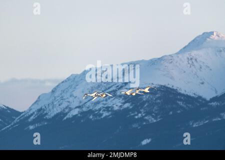 Wandertrompeter und Tundraschwäne in der Frühlingssaison während ihres Fluges in die nördliche Arktis, Beringmeer, Alaska. Aufgenommen in Yukon Territory, CAN Stockfoto