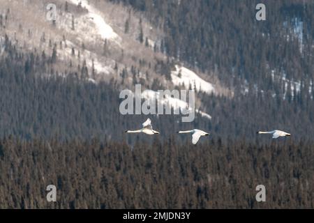 Wandertrompeter und Tundraschwäne in der Frühlingssaison während ihres Fluges in die nördliche Arktis, Beringmeer, Alaska. Aufgenommen in Yukon Territory, CAN Stockfoto