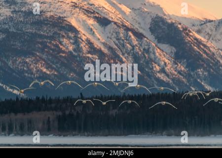 Wandertrompeter und Tundraschwäne in der Frühlingssaison während ihres Fluges in die nördliche Arktis, Beringmeer, Alaska. Aufgenommen in Yukon Territory, CAN Stockfoto