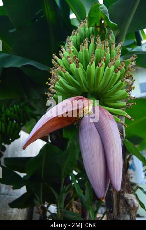 Junge Bananenfrüchte und Bananenblüten hängen noch am Baum. Frisches grünes junges Obst, frische rosa-rote Bananenblüten, oder die Einheimischen sagten "Bananenherz" Stockfoto