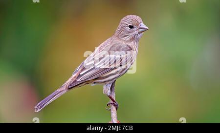 Wunderschöne weibliche House Finch Nahaufnahme und klares Vogelfoto mit verschwommenem Hintergrund sitzt auf einem Zweig eines Baumes Braun-grün-orange-gelb Herbst Stockfoto