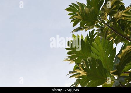 Foto von Blättern auf einem Brotfruchtbaum. Fotografiert von unten mit klarem Himmelshintergrund. Stockfoto