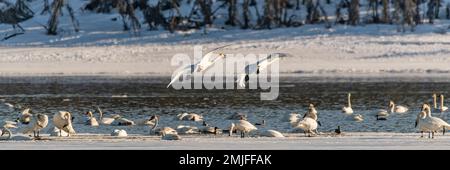 Wandertrompeter und Tundraschwäne in der Frühlingssaison während ihres Fluges in die nördliche Arktis, Beringmeer, Alaska. Aufgenommen in Yukon Territory, CAN Stockfoto