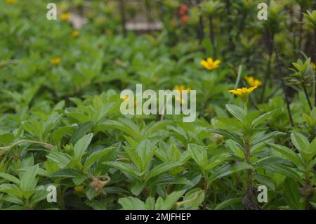 Porträt von Wedelia- oder Sphagneticola trilobata-Blüten. Kleine Sonnenblumen. Zierpflanzen für Garten- oder Außenbereiche. Stockfoto