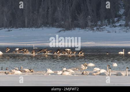 Wandertrompeter und Tundraschwäne in der Frühlingssaison während ihres Fluges in die nördliche Arktis, Beringmeer, Alaska. Aufgenommen in Yukon Territory, CAN Stockfoto