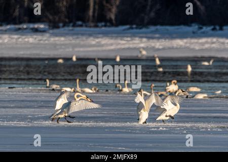 Wandertrompeter und Tundraschwäne in der Frühlingssaison während ihres Fluges in die nördliche Arktis, Beringmeer, Alaska. Aufgenommen in Yukon Territory, CAN Stockfoto