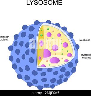 Lysosomenanatomie. Die Struktur der Organelle, die in der Tierzelle gefunden wird. vektordiagramm Stock Vektor