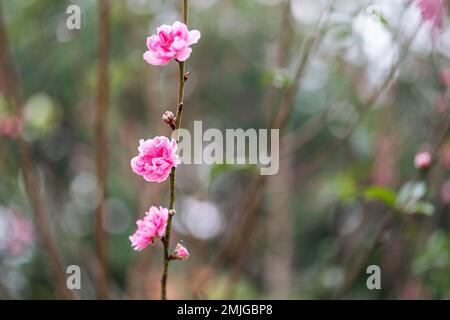 Pfirsichblütensymbol des Mondneujahrs. Nahaufnahme einer winzigen rosa Blume im Garten. Stockfoto