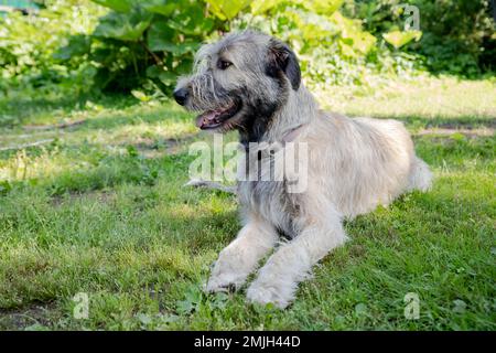 Erstaunliches Porträt des jungen irischen Wolfshunds vor dem blühenden Sonnenuntergang mit hellem Bokeh-Hintergrund. Wunderschöner irischer Wolfshund, der im Garten posiert. Stockfoto