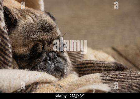 Ein Hund, der auf dem Teppich im Zimmer sitzt Stockfoto