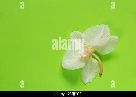 Verwelkte Orchideenblüte auf isoliertem Hintergrund Stockfoto