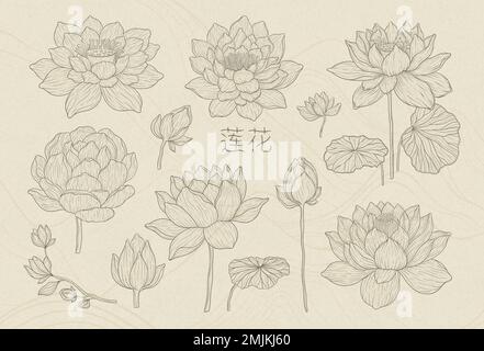 Set Lotusblüten mit Blättern. Nelumbo-Blüte mit dunkler Umrandung auf beigefarbenem Hintergrund, isolierte Elemente. Realistische Seerosen basierend auf Stock Vektor