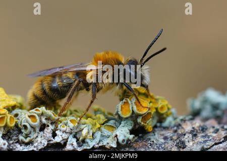 Detaillierte Nahaufnahme einer haarigen Tawny Bergbaubiene, Andrena fulva, die auf Holz sitzt Stockfoto