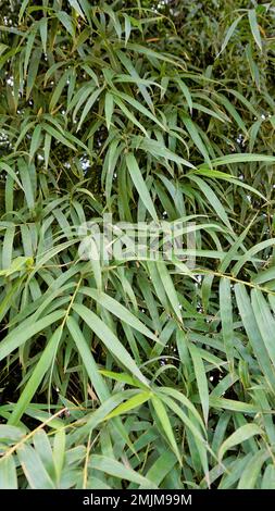 Bambuswaldpflanzen, die in wilden, üppig grünen Bambusblättern wachsen. Natürliche Hintergrundstruktur. Stockfoto