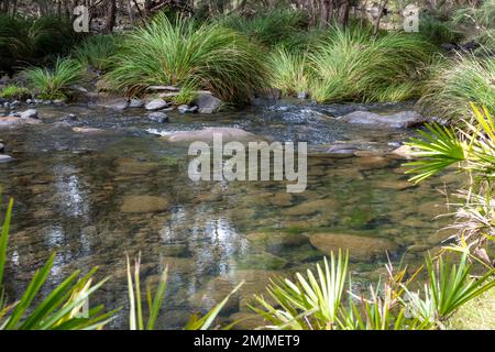 Wunderschönes klares Wasser fließt in einem grasgesäumten Bach im Carnarvon National Park in Queensland, Australien Stockfoto